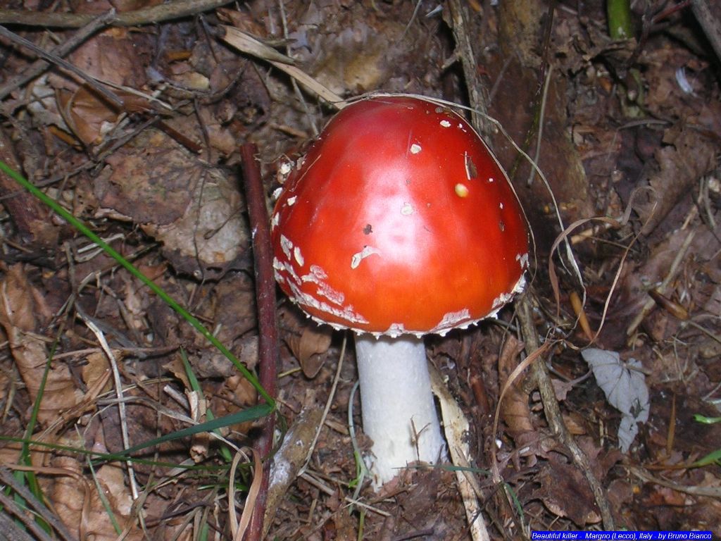 Amanita Muscaria